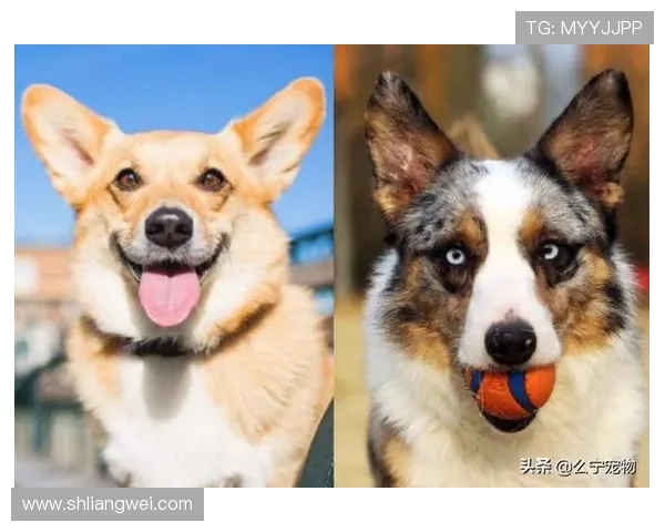 足球明星的忠实伙伴揭秘看家犬背后的故事与训练技巧